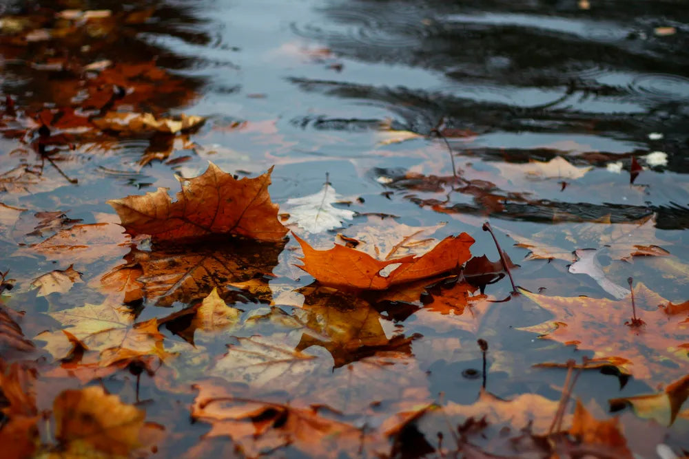 Herbstblätter und Regentropfen